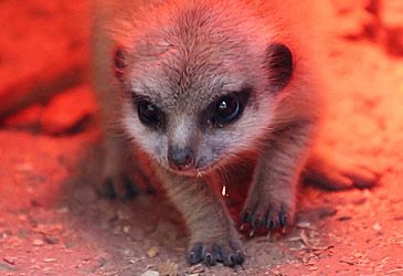 A baby meerkat went missing from which Australian zoo?