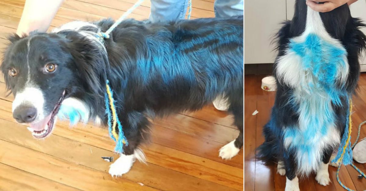 Brisbane New Dog Baiting Motive Behind Dog Stolen Painted Blue