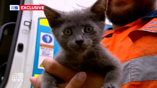 , Kitten saved from busy Sydney motorway tunnel by &#8216;angel in fluro&#8217;, Indian &amp; World Live Breaking News Coverage And Updates