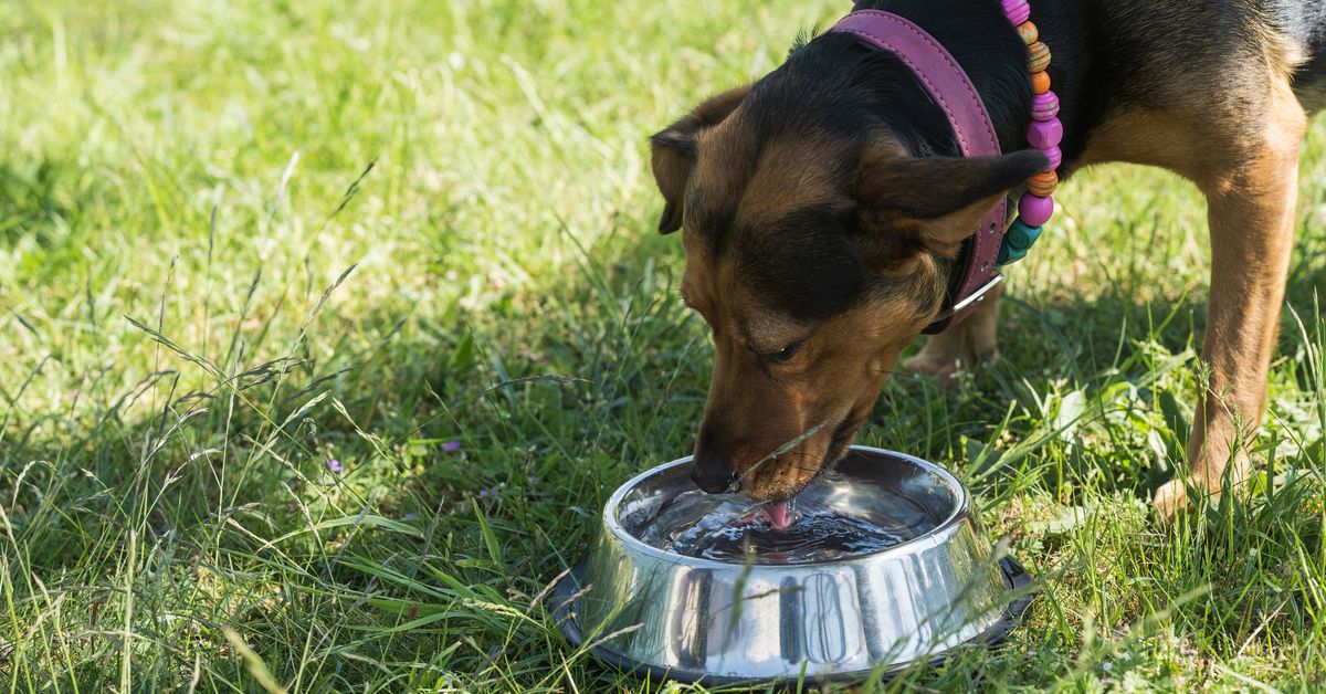 Expert reveals why dogs shouldn’t drink from shared public water bowls