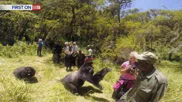 9RAW: Gorilla charges at Aussie woman, knocking her to the floor