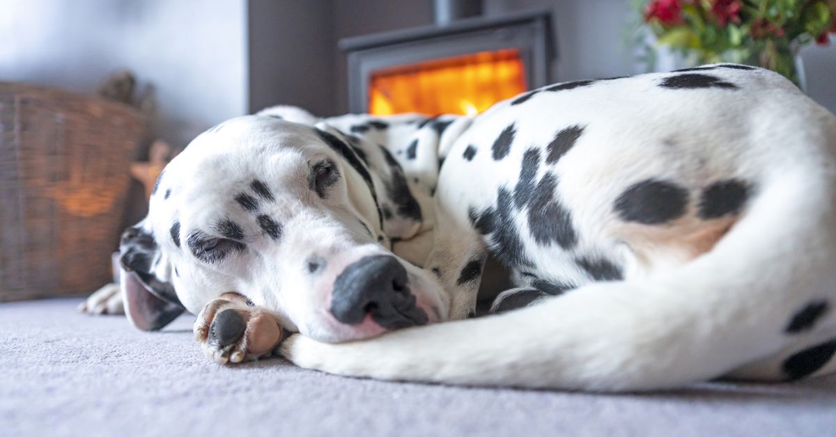 Winter pet care: Vet Dr Katrina Warren simple trick reveals if your pet is too cold