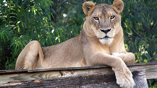 Lion dies in US zoo after overheating