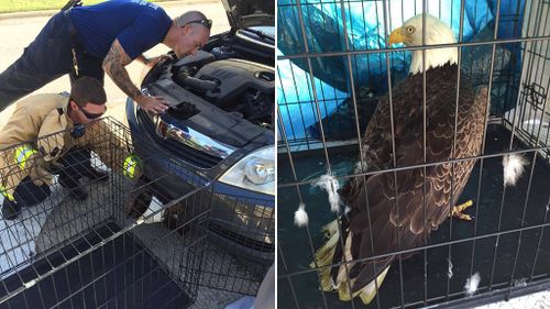 The eagle's resucers named him 'Matthew' after the hurricane. (Clay County Sheriff's Office)