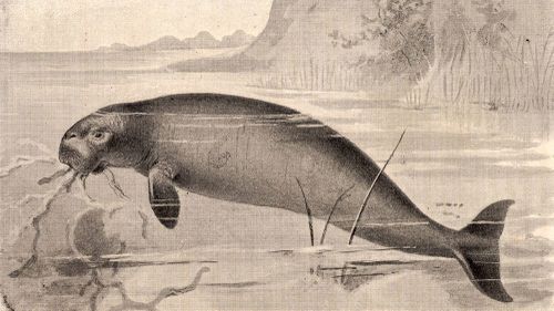 Steller's Sea-Cow, bir deniz memelisi olarak soyu tükenmiş bir tür.
