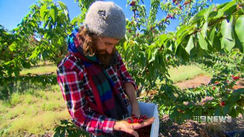 Growers say they're struggling to find enough workers to help pick the fruit. (9NEWS)