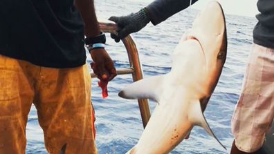 Pondicherry Shark