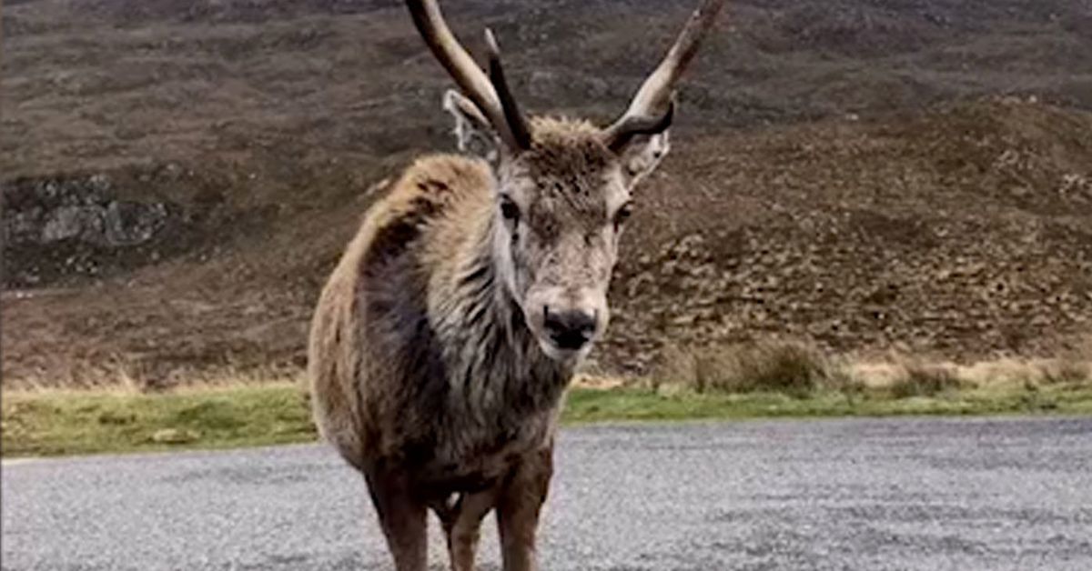 Callum the stag: Famous red deer euthanised after eating too much junk food