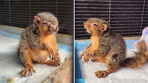 This squirrel suffering from squirrelpox was rescued by Halfway Home Wildlife Rehab in Michigan, USA, in July.