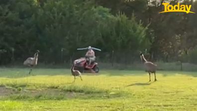 Texas emu pool noodle lawn mower attack