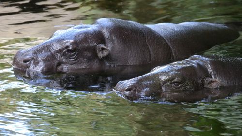 A male and female Pygmy Hippopotamus at Melbourne Zoo. (AAP)