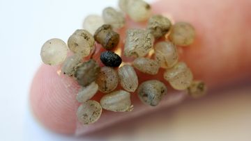 Pieces of microplastic, which were found on the banks of the Warnow in Rostock, Germany.