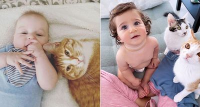 Cat Photos That Will Melt Your Heart