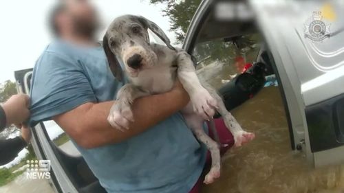Two men and their dogs have been saved from floodwaters during a rescue in Queensland floodwaters in Morwincha. 