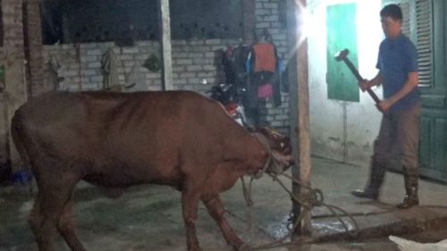 Australian cattle 'killed by sledgehammer' in Vietnam