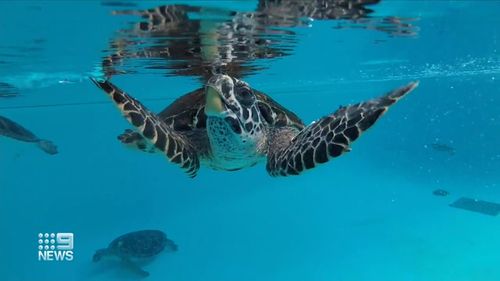 Lucy the Hawksbill sea turtle was found in a bad way.