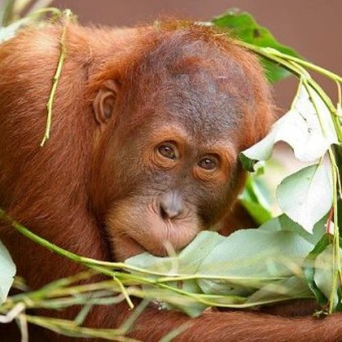 Orangutan escapes from Melbourne zoo enclosure for the second time