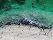 A mass pod of whales are stranded at ﻿Toby&#x27;s Inlet near Dunsborough in Western Australia 