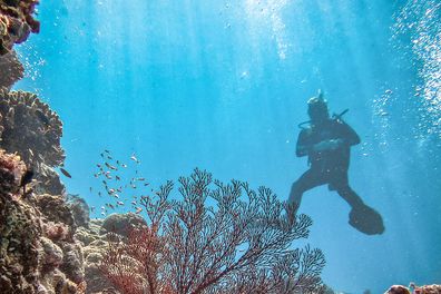 Underwater on Heron Reef, Heron Island, Australia