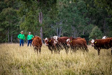 Bianca and Dave farm cattle