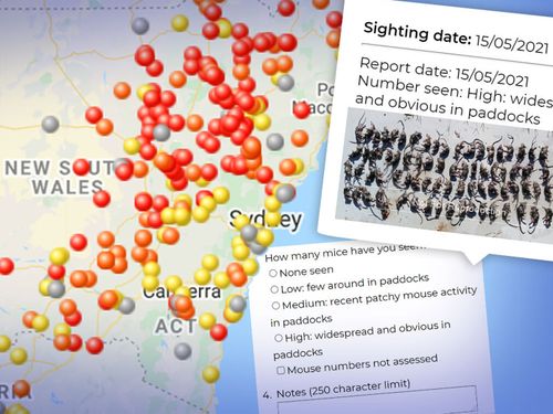 The worst-hit areas, according to CSIRO's mouse tracker map, are the Northern Tablelands, Central West and New England regions of NSW.