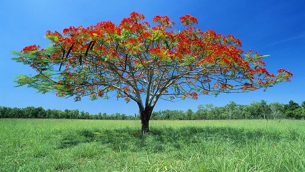 Acacia tree at Litchfield National Park (AFP)