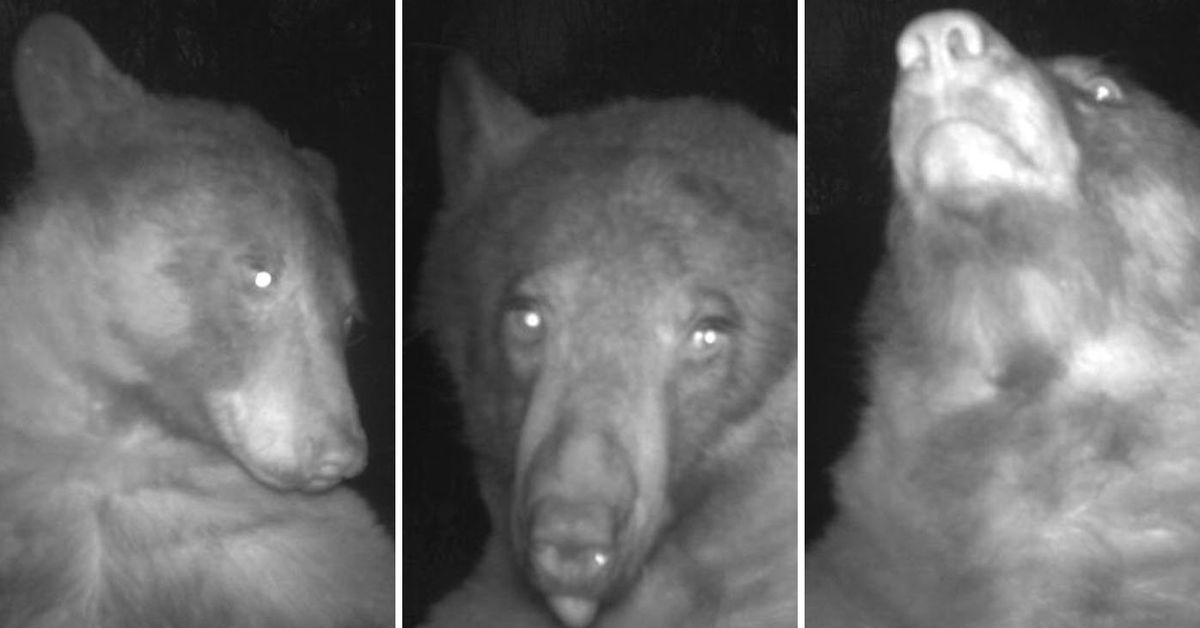 Bear goes viral for taking 400 selfies on wildlife-monitoring camera in Colorado – 9News