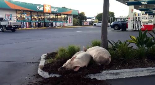 Nice spot for a snooze. Picture: 9NEWS