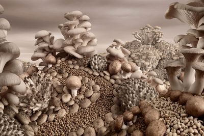Mushroom Landscape