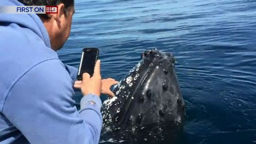 A humpback whale swam within touching distance of a boat off Broadbeach, on the Gold Coast. (9NEWS)