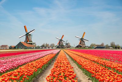 6. The Netherlands