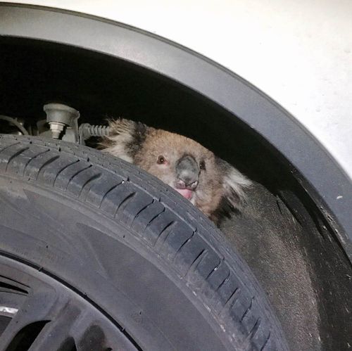 The koala was discovered inside the wheel arch of an Adelaide driver's car. (Supplied)