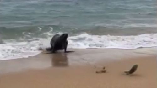 A seal has lunged for a South Australian angler's catch. 