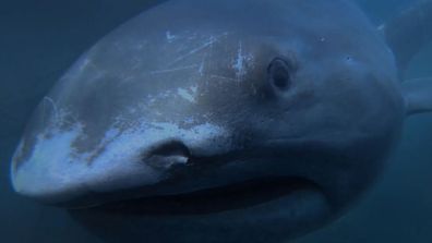 Alien sharks megamouth shark