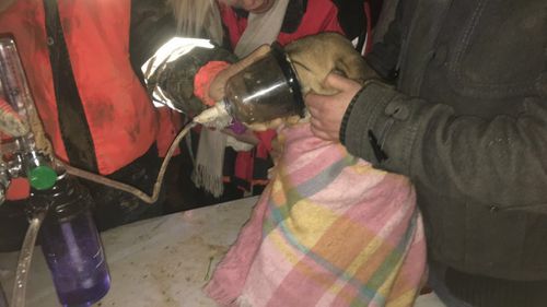The dog was provided with oxygen after being rescued. (Beykoz Fire Department)