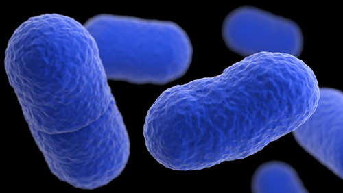 Listeria monocytogenes is a species of disease-causing bacteria. 