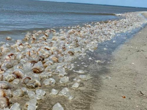 Jellyfish