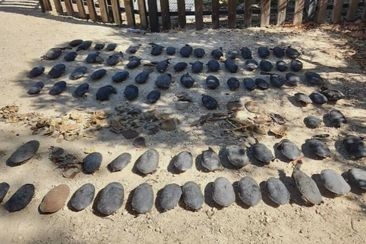 Almost 100 southwestern snake-necked turtles have been discovered deceased at Bibra Lake in a devastating blow to the species&#x27; local population.