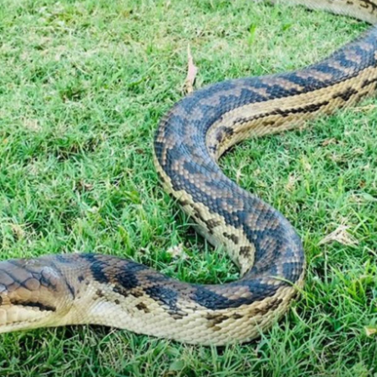 Terrifying moment two pythons crash through skylight and battle each other  in woman's shower