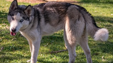 A case of animal cruelty involving two starved young Siberian huskies has been finalised in a South Australian court.