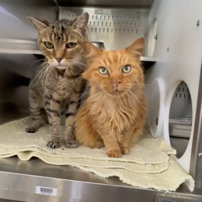 18-year-old cats returned to shelter five hours after adoption