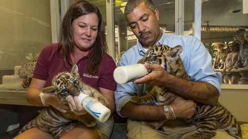 A decision about where the tigers will be kept in the long term will be made once they're weaned off milk. (San Diego Zoo)