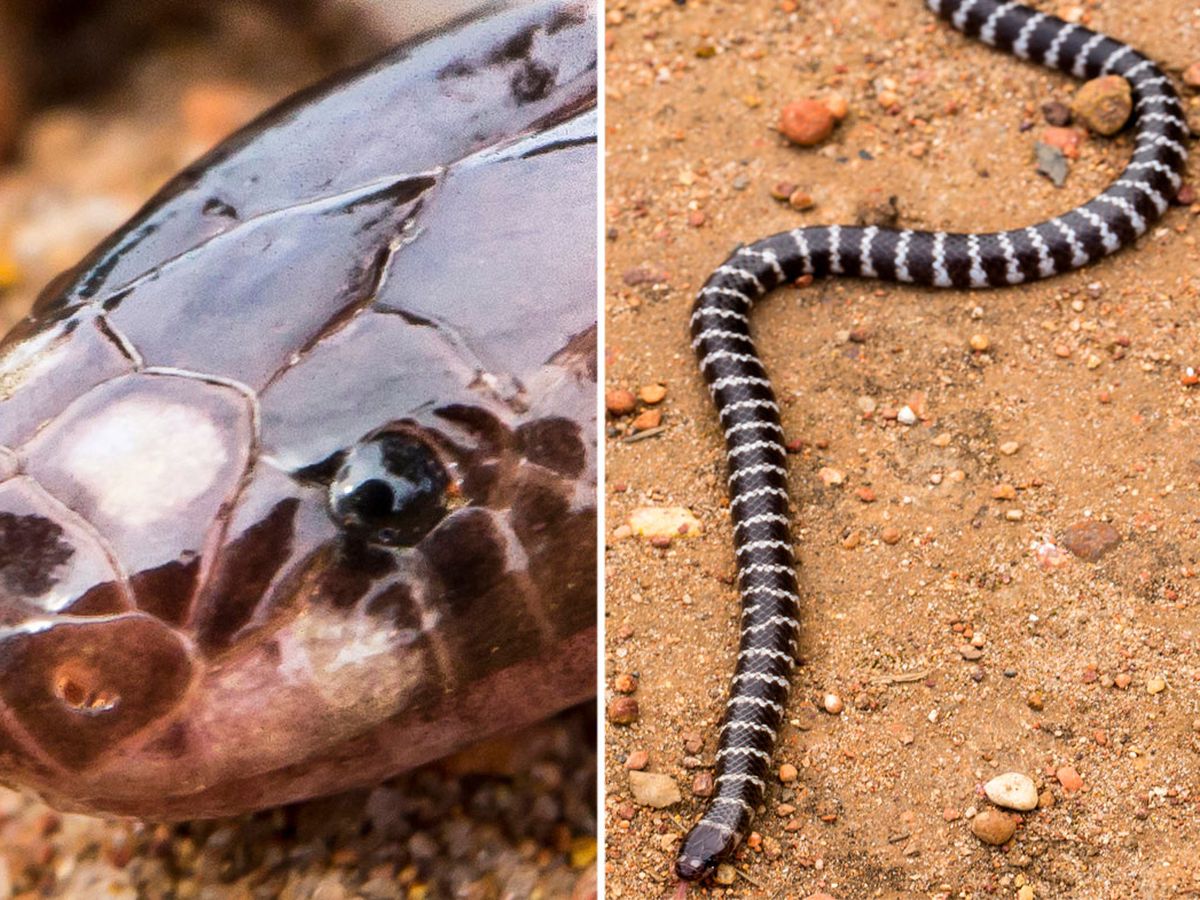 Discovery of a New Species of Enigmatic Odd-Scaled Snake