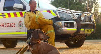 NSW RFS found Wilbur wandering alone on a fire trail. 