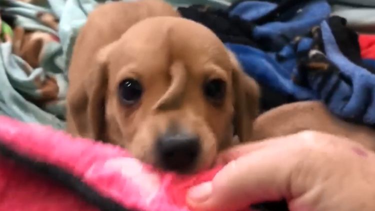 Golden Retriever Puppy with Tail on Head, Narwhal, Is Stealing Hearts