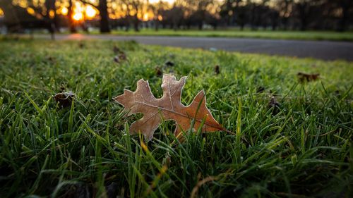 20.07.2022 The AgeBooking: 216120CarltonPhoto shows the sun coming up over Carlton Gardens on the coldest morning of the year. Photo: Scott McNaughton / The Age