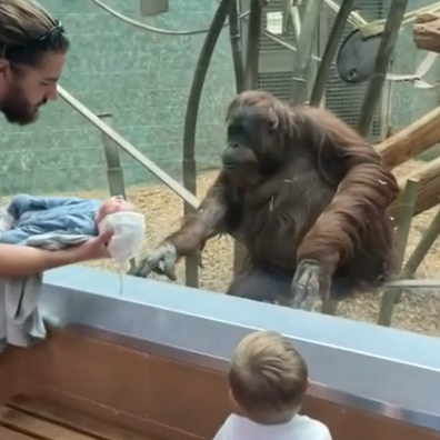Orangutan captivated by newborn. 