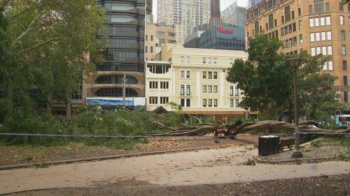 The tree came down at the park on Elizabeth Street and Market Street in Sydney's CBD, near St James train station. 