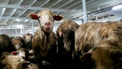 Two directors of WA-based Emanuel Exports will be prosecuted for animal cruelty over a 2017 voyage to the Middle East in which more than 2000 sheep died. 