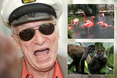 Hugh Hefner doesn't just collect bunnies, his Playboy Mansion is also home to flamingos and spider monkeys.